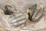 Cluster Of Five Unidentified Proetid Trilobites - Jorf, Morocco #362871-9